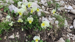 Viola pseudogracilis cassinensis