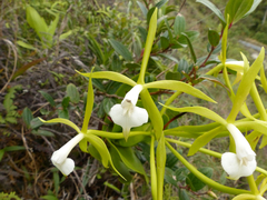 Epidendrum lacustre