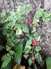 Rivina humilis