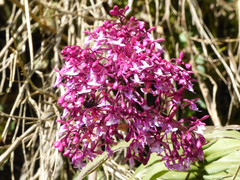 Epidendrum laeve