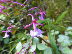 Epidendrum laeve