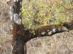 Prosthechea squalida