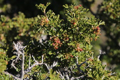 Searsia burchellii