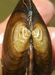 Strophitus undulatus