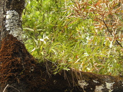Prosthechea squalida