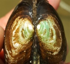 Alasmidonta undulata