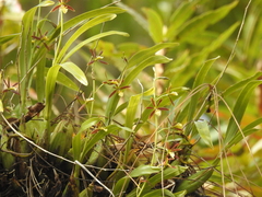 Prosthechea squalida