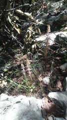 Orobanche pubescens