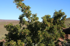 Searsia burchellii