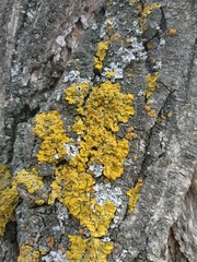 Xanthoria parietina