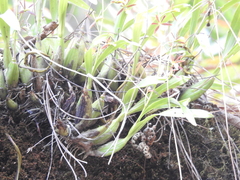 Prosthechea squalida