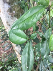 Magnoliopsida