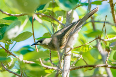 Stomiopera unicolor