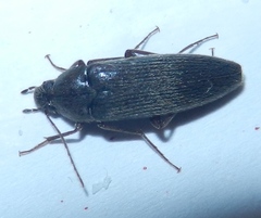 Synchroa punctata