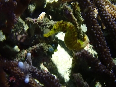 Hippocampus comes