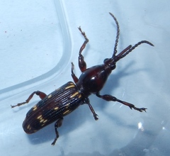 Arrhenodes minutus