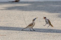 Philemon citreogularis