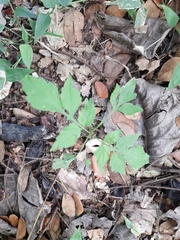 Magnoliopsida