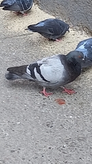 Columba livia
