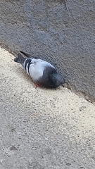 Columba livia
