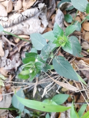 Magnoliopsida