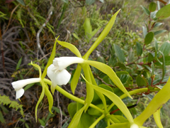 Epidendrum lacustre