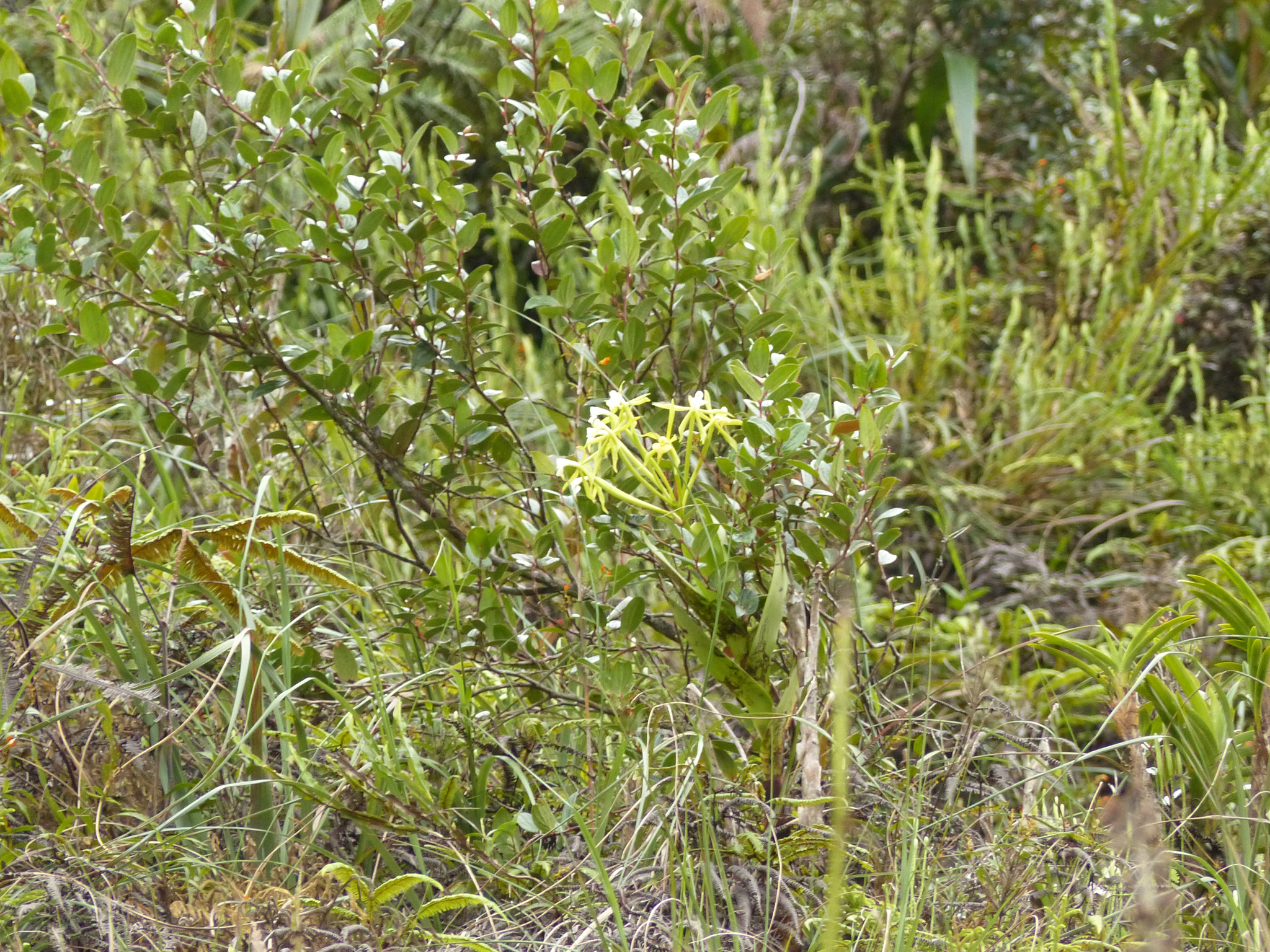 Epidendrum image