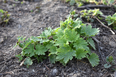 Leonurus quinquelobatus