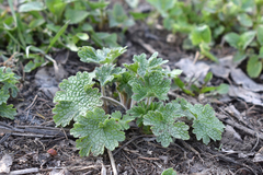 Leonurus quinquelobatus