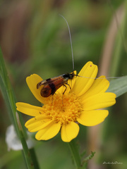 Nemophora fasciella