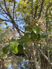 Capparis cynophallophora