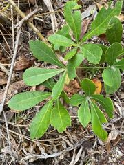 Cussonia thyrsiflora