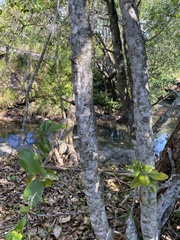 Capparis cynophallophora