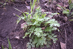 Chelidonium majus