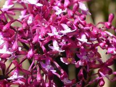 Epidendrum laeve