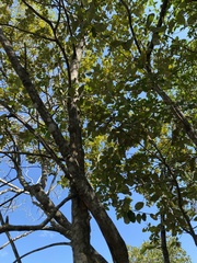 Capparis cynophallophora