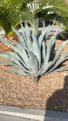 Agave