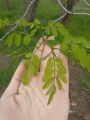 Robinia pseudoacacia
