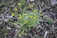 Ranunculus monophyllus