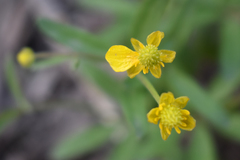 Ranunculus monophyllus