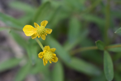 Ranunculus monophyllus