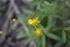 Ranunculus monophyllus