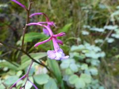 Epidendrum laeve