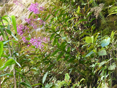 Epidendrum laeve