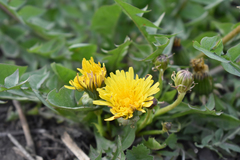 Taraxacum officinale