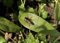 Nomada leucophthalma