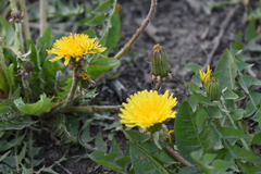 Taraxacum officinale