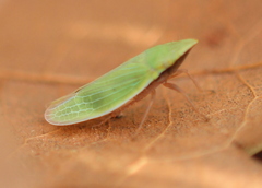 Draeculacephala antica