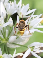 Nomada leucophthalma