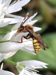 Nomada leucophthalma